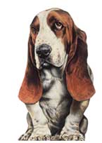 Hush Puppies