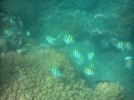 drole de poissons